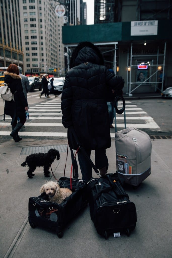 Dogs of New York City: Photography by Ohad Kab, New Yorker Life