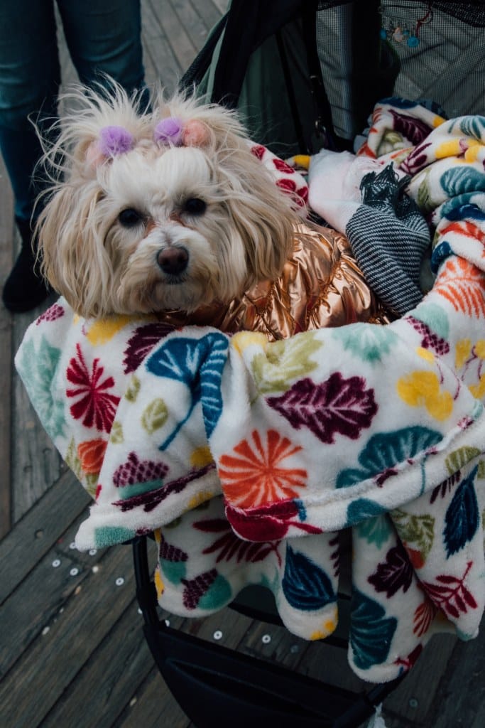 Dogs of New York City: Photography by Ohad Kab, New Yorker Life